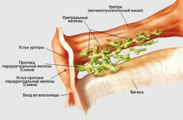 Кратко о сквирте